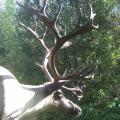 Mountain Caribou Mountain Caribou